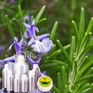 Rosemary Therapeutic Grade Oil By INDIA AROMA OILS AND COMPANY