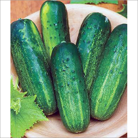Fresh Cucumber