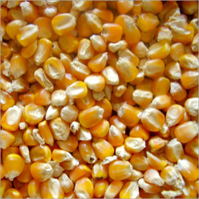 Healthy Yellow Maize - Bulk 1000 kg Medium Round Yellow 14% Moisture High Yield Disease Resistant Nutrient Rich Easy to Grow Good Storage