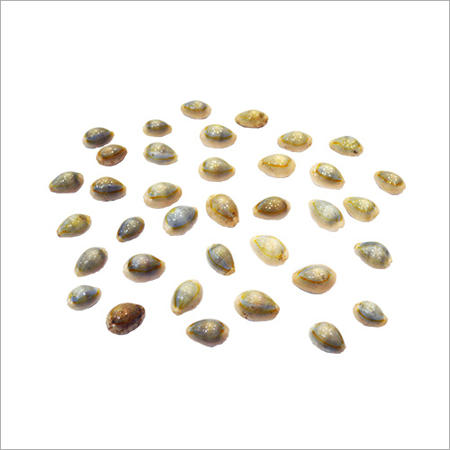 Cowries