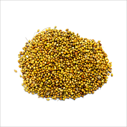 Coriander