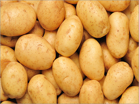Potato - Medium Oval Beige, 100-200g , High Yield, Versatile, Firm Texture, Nutritious