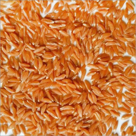 Khapli Wheat