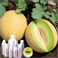 Cuvumis Melon Oil - Premium Extracted Oil | Ideal For Aromatherapy, Rich Musk Aroma, Versatile Usage