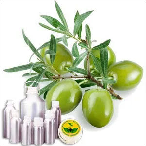 Olive Carrier Oil