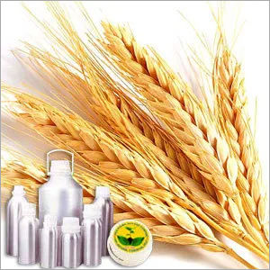 Wheatgerm Carrier Oil