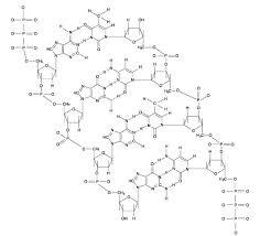 Human DNA quantitation standard