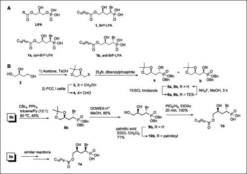 Human immunoglobulin (molecular size) BRP