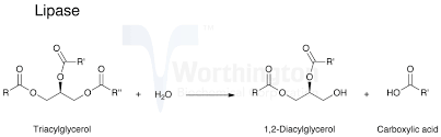 Human pancreatic Lipase (from pancreatic juice)