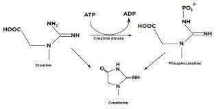 Human serum (medium creatinine)