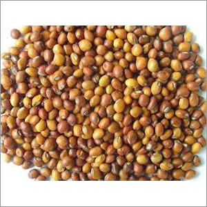 Pigeon Pea
