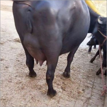 Black Murrah Buffalo