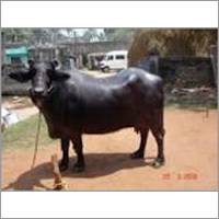 Murrah Dairy Buffalo