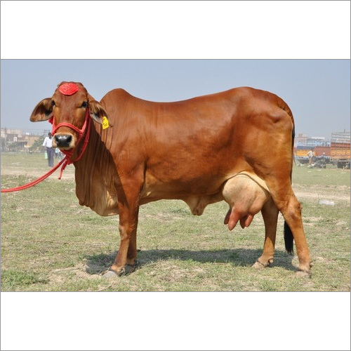 High Yield Sahiwal Cow