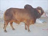 Pure Sahiwal Desi Breed Bull