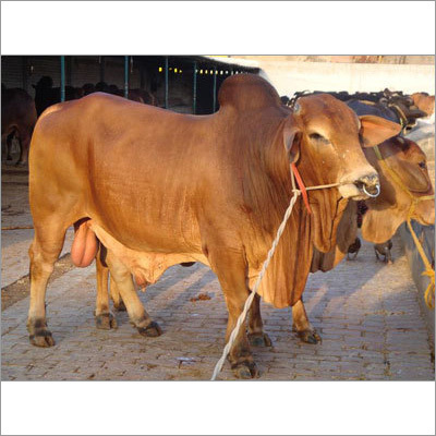Sahiwal Breed Bull