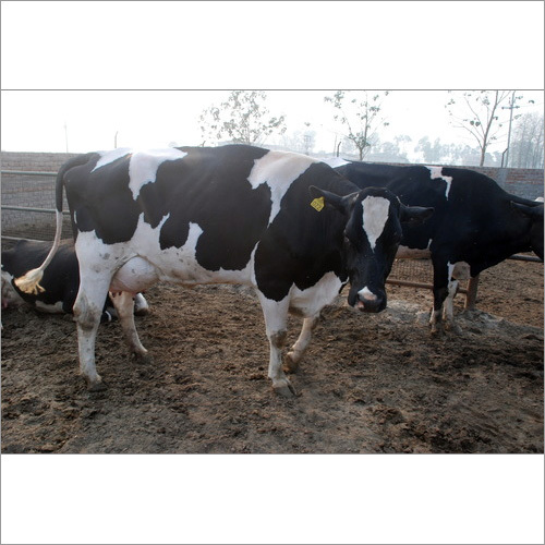 Black Holstein Friesian Cow