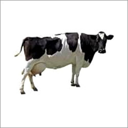 Holstein Friesian Cattle