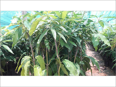 Cashew Graft Plants