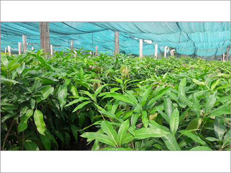 Jack Fruit Plants