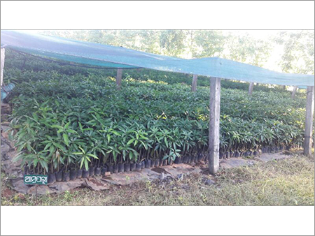 Cashew Fresh Grafted Plant