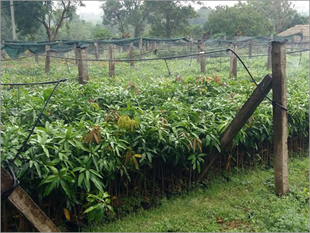 Fresh Jackfruit Plant