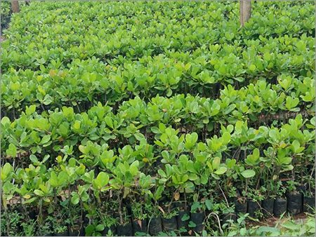 Cashew Natural Grafted Plant