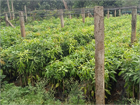 Natural Jackfruit Plant
