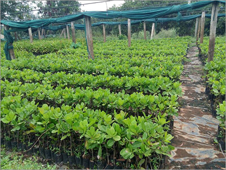 Cashewnut Grafted Plant