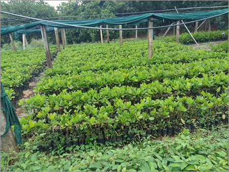 Organic Jackfruit Plant