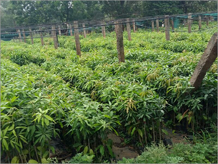 Cashew Organic Grafted Plant