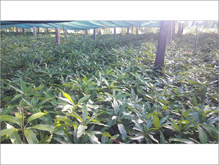 Garden Fresh Jackfruit Plant