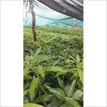 Preserved Fresh Jackfruit Plant