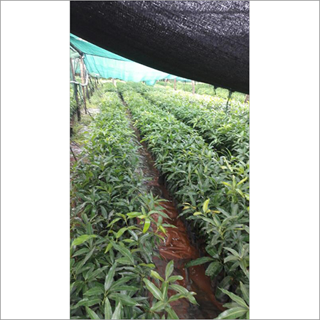 Fresh Cashew Grafted Plant