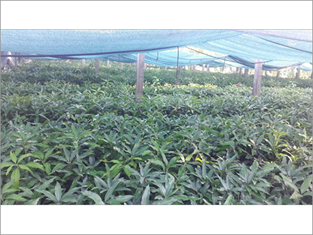 Jackfruit Grafted Plant