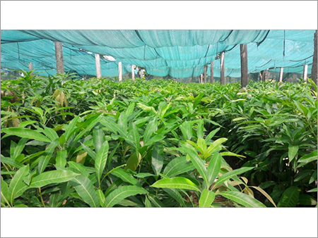 Raw Cashew Grafted Plant