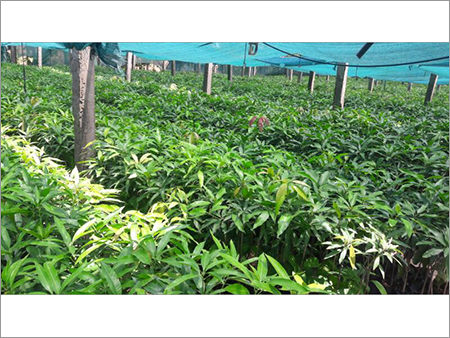 Organic Jackfruit Grafted Plant