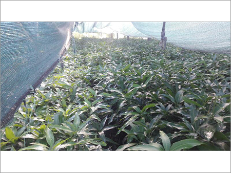 Cashewnut Fresh Graft Plant