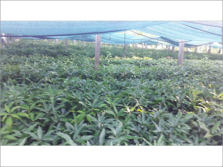 Natural Jack Fruit Plants