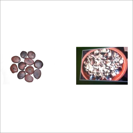Izaga Herbal Seeds