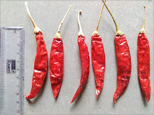 334 red dry chilli