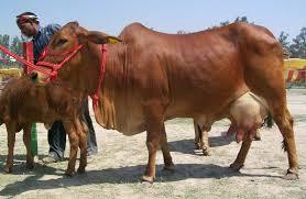 Red Sahiwal Cow