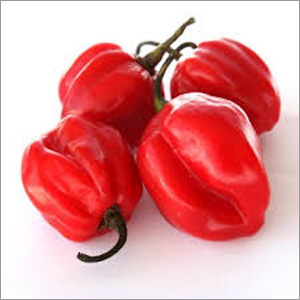 Red Scotch Bonnet Pepper