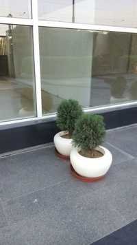 Indoor Plant Fiber Pot Application: Good Looking