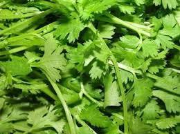 Coriander Leave Coriander Leave