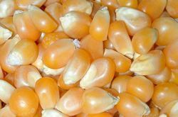 Normal Yellow Maize