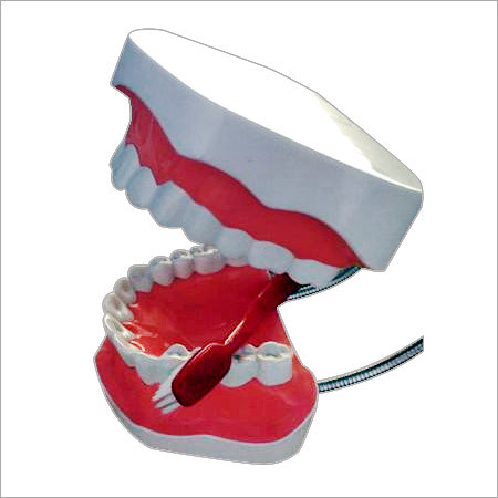 Tooth Brush Model for Demonstration