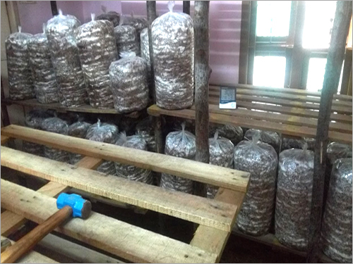 Mushroom Shed