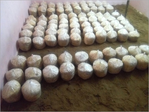 Milky Mushroom Production Area