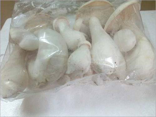 Milky Mushroom